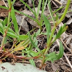 Rumex acetosella at Kingsdale, NSW - 7 Oct 2025 04:48 PM