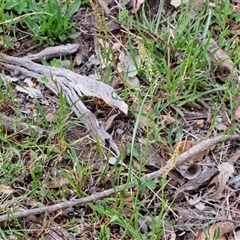 Rumex acetosella at Kingsdale, NSW - 7 Oct 2025 04:48 PM