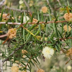 Acacia ulicifolia at Kingsdale, NSW - 7 Oct 2025 04:47 PM