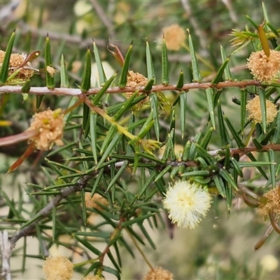Acacia ulicifolia (Prickly Moses) at Kingsdale, NSW - 7 Oct 2025 by trevorpreston