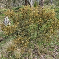 Acacia ulicifolia at Kingsdale, NSW - 7 Oct 2025 04:47 PM