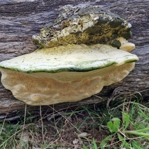 Unverified Pored or somewhat maze-like on underside [bracket polypores] at Kingsdale, NSW - Today by trevorpreston