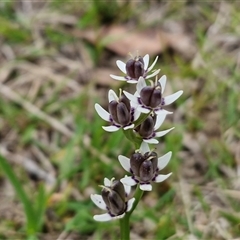 Wurmbea dioica subsp. dioica (Early Nancy) at Kingsdale, NSW - 7 Oct 2025 by trevorpreston