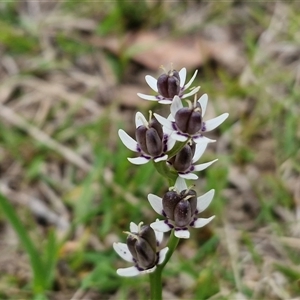 Wurmbea dioica subsp. dioica at Kingsdale, NSW - Today by trevorpreston
