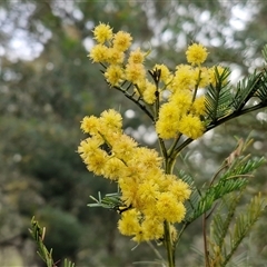Acacia decurrens (Green Wattle) at Kingsdale, NSW - 7 Oct 2025 by trevorpreston