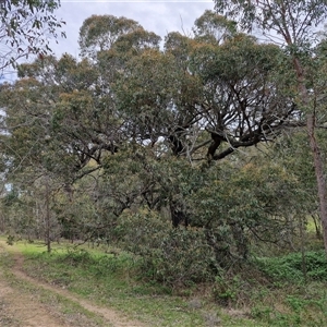 Eucalyptus macrorhyncha subsp. macrorhyncha at Kingsdale, NSW - 7 Oct 2025 04:39 PM