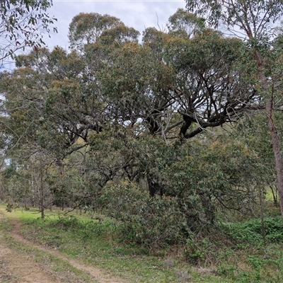 Eucalyptus dives at Kingsdale, NSW - 7 Oct 2025 by trevorpreston