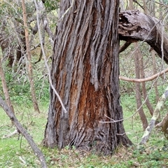 Eucalyptus macrorhyncha subsp. macrorhyncha at Kingsdale, NSW - 7 Oct 2025 04:39 PM