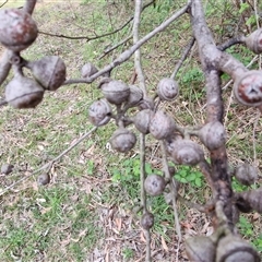 Eucalyptus macrorhyncha subsp. macrorhyncha at Kingsdale, NSW - 7 Oct 2025 04:39 PM