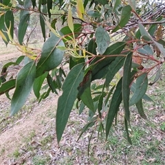Eucalyptus macrorhyncha subsp. macrorhyncha at Kingsdale, NSW - 7 Oct 2025 04:39 PM