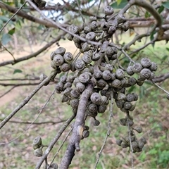 Eucalyptus macrorhyncha subsp. macrorhyncha at Kingsdale, NSW - 7 Oct 2025 04:39 PM