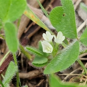 Trifolium subterraneum at Kingsdale, NSW - Today by trevorpreston