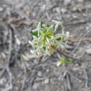 Pimelea linifolia at Fadden, ACT - Yesterday by DavidDedenczuk