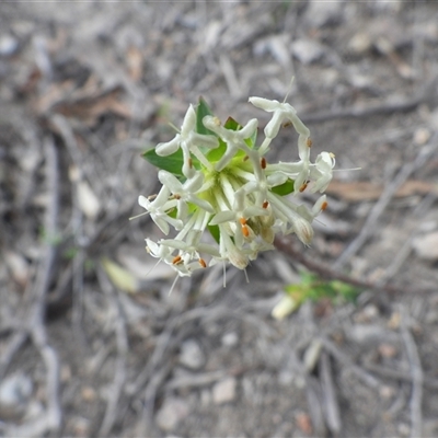 Pimelea linifolia at Fadden, ACT - 6 Oct 2025 by DavidDedenczuk
