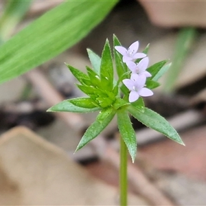 Sherardia arvensis at Kingsdale, NSW - Today by trevorpreston