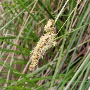 Carex appressa at Kingsdale, NSW - Today by trevorpreston
