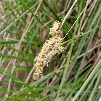 Carex appressa (Tall Sedge) at Kingsdale, NSW - 7 Oct 2025 by trevorpreston