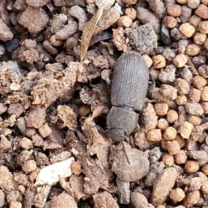 Unverified Darkling beetle (Tenebrionidae) at Kingsdale, NSW - Today by trevorpreston