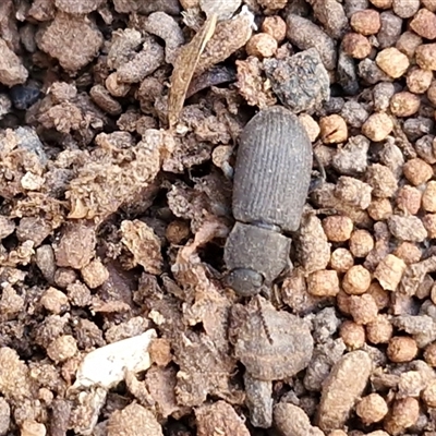 Unverified Darkling beetle (Tenebrionidae) at Kingsdale, NSW - 7 Oct 2025 by trevorpreston