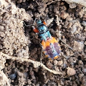 Unverified Assassin bug (Reduviidae) at Kingsdale, NSW - Today by trevorpreston