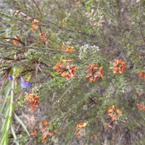 Dillwynia sericea at Fadden, ACT - Yesterday by DavidDedenczuk