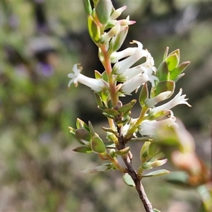 Unverified Other Shrub at Kingsdale, NSW - Today by trevorpreston