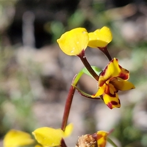 Diuris chryseopsis at Kingsdale, NSW - Today by trevorpreston