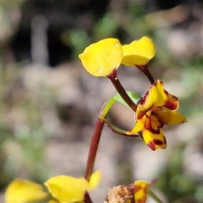 Diuris pardina (Leopard Doubletail) at Kingsdale, NSW - 7 Oct 2025 by trevorpreston