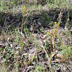 Diuris pardina at Kingsdale, NSW - suppressed