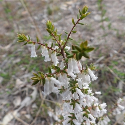 Styphelia fletcheri subsp. brevisepala (Twin Flower Beard-Heath) at Fadden, ACT - 6 Oct 2025 by DavidDedenczuk