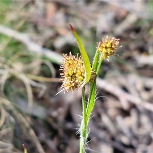 Luzula densiflora at Kingsdale, NSW - Today by trevorpreston