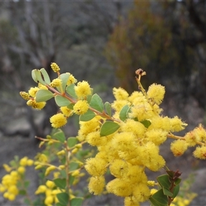 Acacia buxifolia subsp. buxifolia at Fadden, ACT - Yesterday by DavidDedenczuk