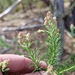 Cassinia aculeata subsp. aculeata at Kingsdale, NSW - 7 Oct 2025 by trevorpreston