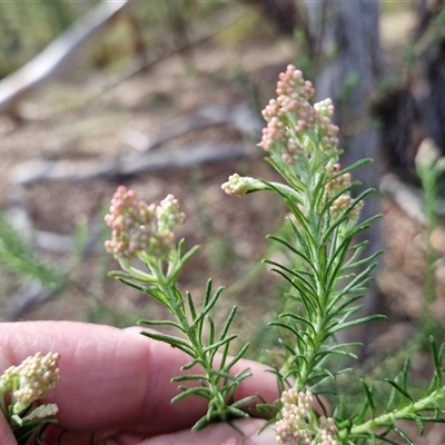 Cassinia aculeata subsp. aculeata at Kingsdale, NSW - 7 Oct 2025 by trevorpreston