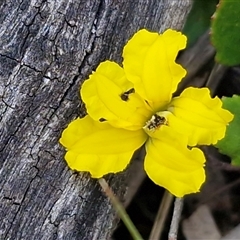 Goodenia hederacea subsp. hederacea at Kingsdale, NSW - 7 Oct 2025 by trevorpreston