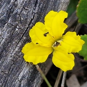 Goodenia hederacea subsp. hederacea at Kingsdale, NSW - Today by trevorpreston