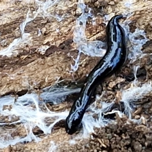 Parakontikia ventrolineata at Kingsdale, NSW - Today by trevorpreston