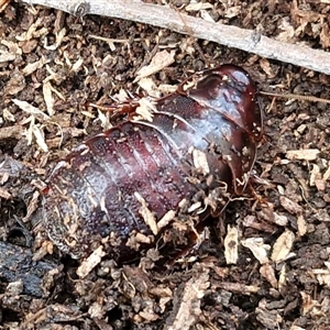 Panesthia australis (Common wood cockroach) at Kingsdale, NSW - Today by trevorpreston