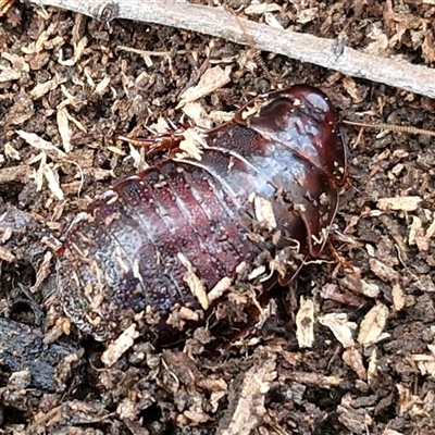 Panesthia australis (Common wood cockroach) at Kingsdale, NSW - 7 Oct 2025 by trevorpreston