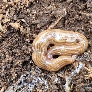 Fletchamia quinquelineata (Five-striped flatworm) at Kingsdale, NSW - Today by trevorpreston