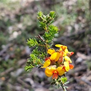 Unverified Pea at Kingsdale, NSW - Today by trevorpreston