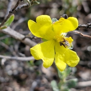 Hibbertia obtusifolia at Kingsdale, NSW - Today by trevorpreston