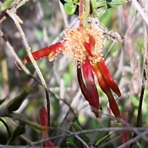 Grevillea (genus) at Kingsdale, NSW - Today by trevorpreston