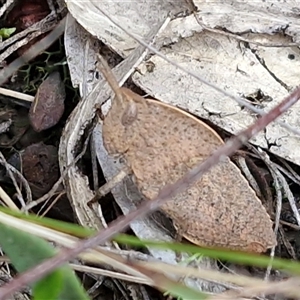 Goniaea australasiae (Gumleaf grasshopper) at Kingsdale, NSW - Today by trevorpreston