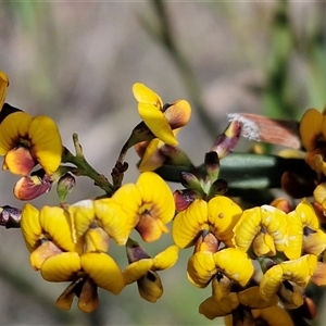 Daviesia leptophylla at Kingsdale, NSW - Today by trevorpreston