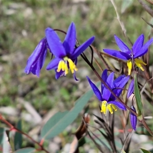 Stypandra glauca at Kingsdale, NSW - Today by trevorpreston
