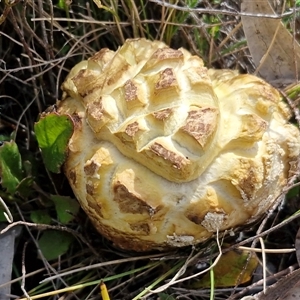 Unverified Fruitbody thick walled, splitting from the top at Kingsdale, NSW - Today by trevorpreston