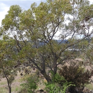 Acacia melanoxylon at Kambah, ACT - Yesterday by DavidDedenczuk