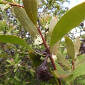 Hakea decurrens at Kambah, ACT - Yesterday by DavidDedenczuk