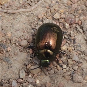 Chrysolina quadrigemina (Greater St Johns Wort beetle) at Kambah, ACT - Yesterday by DavidDedenczuk